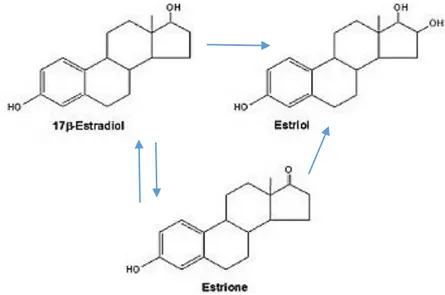 Figura 1.7. 17β-estradiolo, estrone, estriolo. 