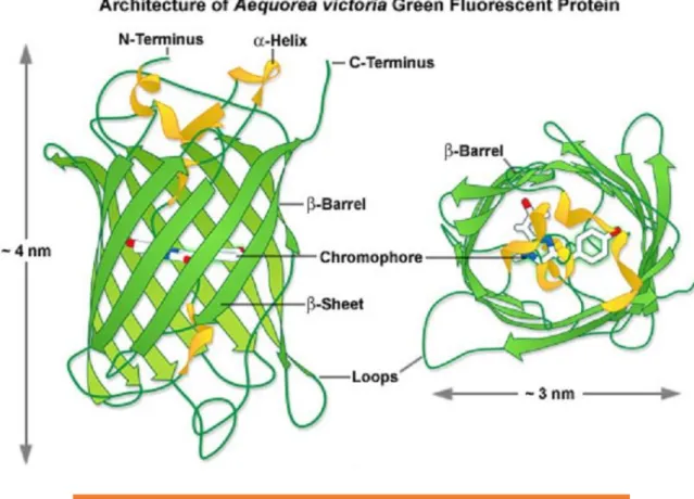 Figura 5 - Struttura tridimensionale della Green Fluorescent Protein.  (http://httpzeiss-campus.magnet.fsu.edu)