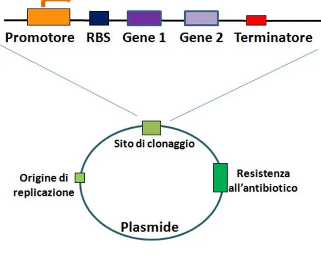Figura 3 – Esempio di circuito genetico: esso viene inserito all'interno  del sito di clonaggio presente sul plasmide necessario per la  propagazione e l'espressione all'interno delle cellule
