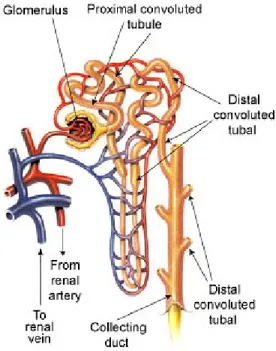 Figure 1.2: The Nephron and its components [62].
