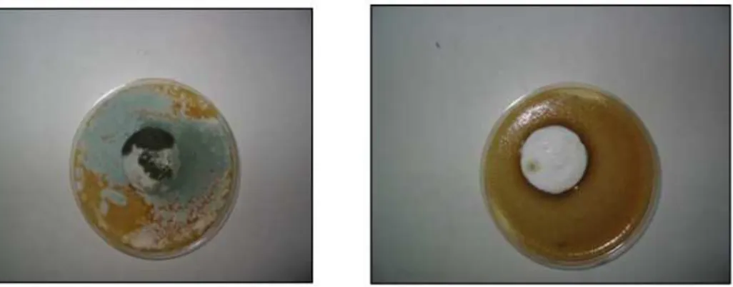 Figura  22  -  Campione  di  gesso  con  vernice  tradizionale  a  sinistra  e  campione  verniciato  con  idropittura  fotocatalitica  a  destra  immersi  in  uno  strato  di  terreno  adatto  alla  crescita  dei microrganismi - [5] 