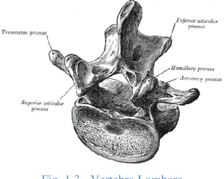 Fig. 1.3 - Vertebra Lombare 