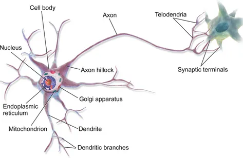 Figure 1.1: Anatomy of a multipolar neuron [ 12].