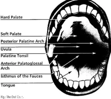 Figura 5 The Oral Cavity. In K. Ploog, Voice Coaching. The Training  Concept for a better Voice