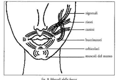 Figura 6 Muscoli della bocca. In C. Veneziano, Manuale di dizione, voce e  respirazione