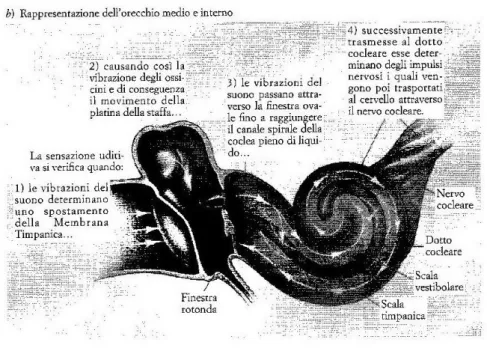 Figura 7 Rappresentazione dell'orecchio medio e interno (b). In F.A. Leoni e  P. Maturi, Manuale di fonetica, Città di Castello, Carrocci Editore, 2014, p