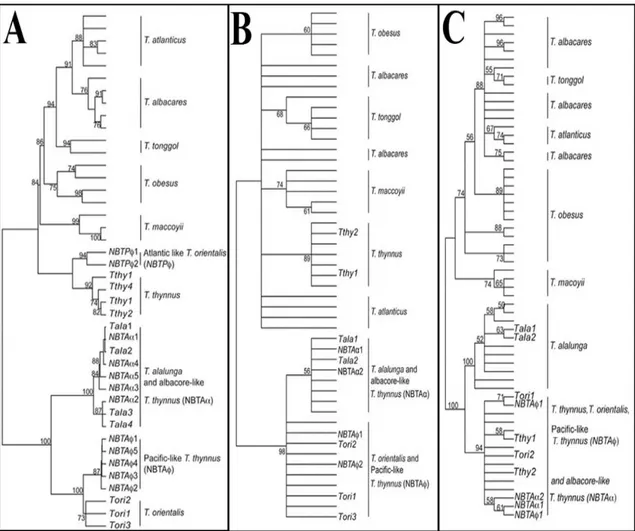 Figure 2: Phylogenetic trees of Thunnus sequences of mtDNA control region (A), mtDNA cytochrome  oxidase 1 (B) and rDNA first internal transcriber spacer (C)