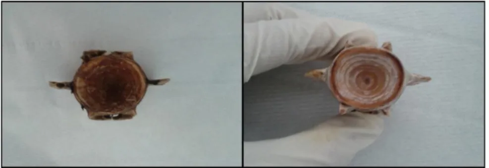 Figure 3: Example of a vertebra before (left) and after (right) cleaning.