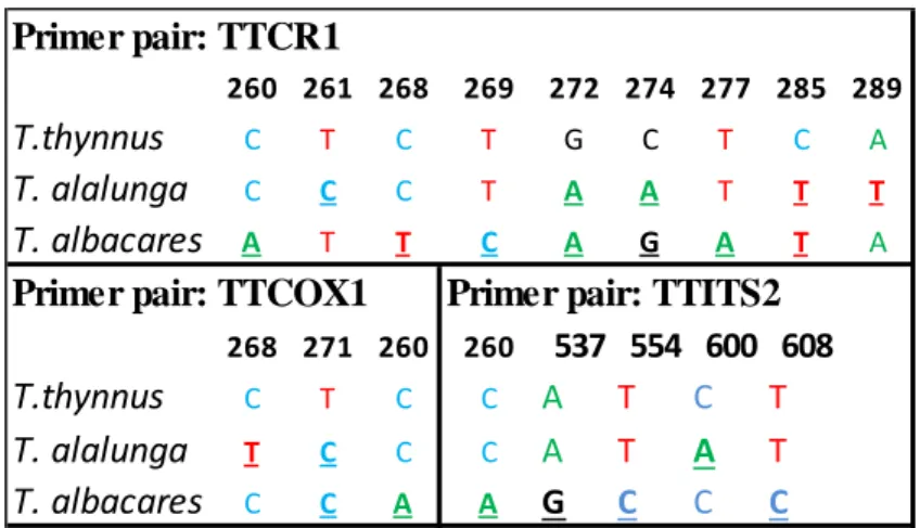 Figure 9: Character-based key for the three species of Thunnus. The CA nucleotides are underlined and  are numbered following Ward et al