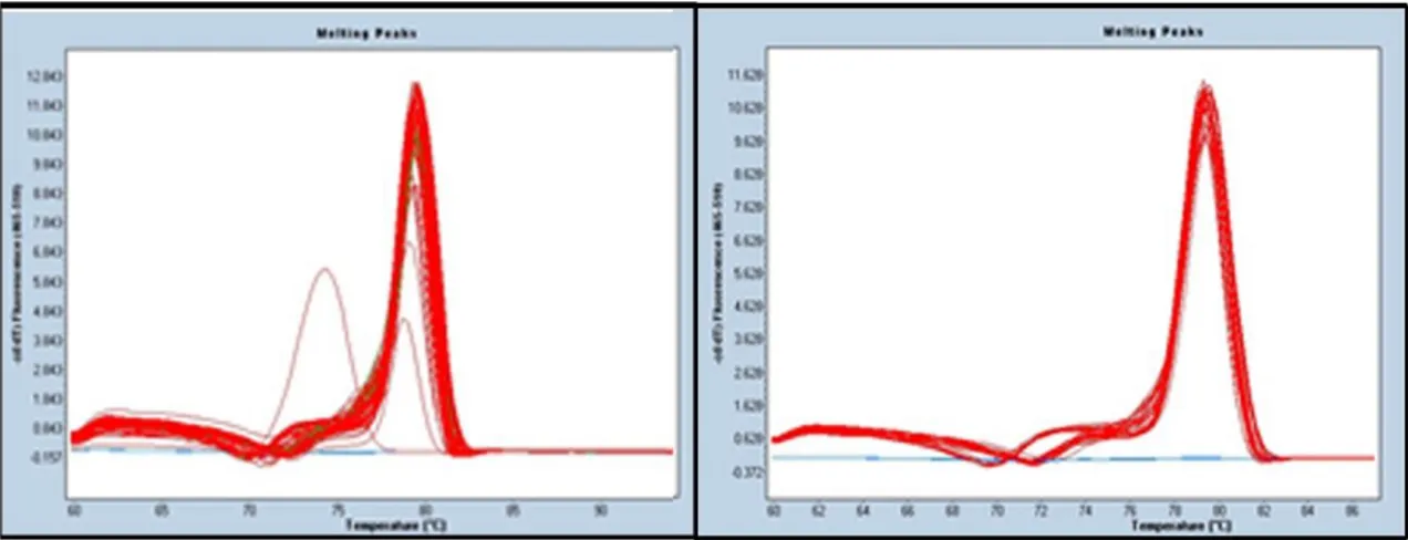 Figure 20: Example of a realtime-PCR performed on the same set of samples, amplified on different  occasions, with TTCOX1 primer