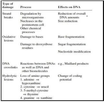 Table 1: Overview over different types of damage in ancient DNA (Pääbo et al. 2004) 