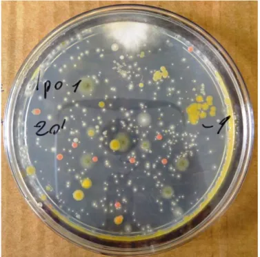 Figura 28: Terreno agarizzato in piastra in cui si sono sviluppate colonie di batteri  mesofili totali 