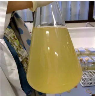 Figura 21: Beuta con la brodo-coltura di L. monocytogenes 56 Ly utilizzata per  l’inoculo delle mele 