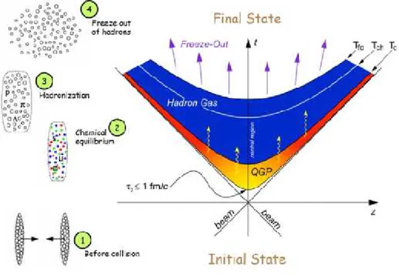 figura  [1.5]: evoluzione del sistema prodotto in una collisione tra ioni pesanti ultrarelativistici