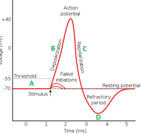 Figure 2.2: Time course of a neuron's action potential in response to a stimulus