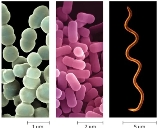 Figure 1: Most bacteria have diameters in the range of 1 µm (micrometre) to 5 µm. From left to  right: Spherical (cocci) bacteria, rod-shaped (bacilli) bacteria, Spiral bacteria
