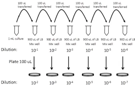 Figure 11: Serial dilution for the bacterial enumeration.  (http://2014.igem.org/Team:CSU_Fort_Collins/Notebook/KillSwitch/Sep) 