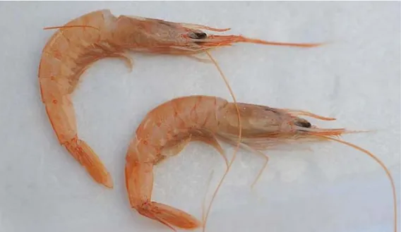 Figure 2 deep water rose shrimp Parapanaeus longirostris. 