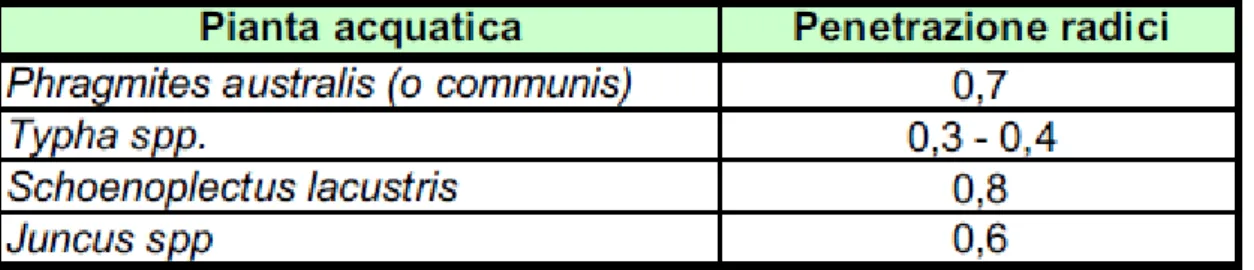 Tab. 4 - Profondità radicale in m di alcune piante acquatiche fra le più utilizzate nei sistemi a flusso  sommerso orizzontale [APAT, 2005]