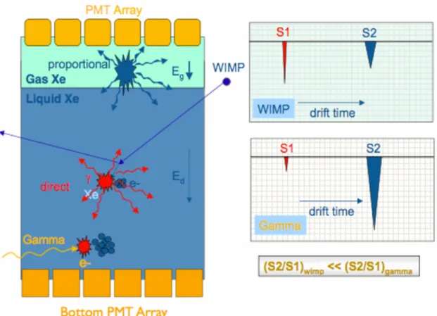 Figura 1.9: Schema della TPC del rivelatore a doppia fase del progetto XENON. La WIMP che incide contro lo LXe produce fotoni da scintillazione diretta e da  ricombi-nazione di coppie e − -ione (segnale S1); gli e − liberi, sottoposti ad un campo elettrico
