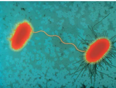 Figure 6: Sex pilus connecting two E. coli cells during bacterial conjugation; on the  left a F -  cell is linked to a F +  cell on the right