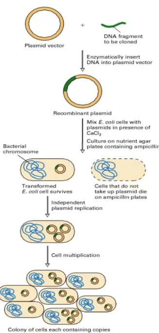 Figure  8:  procedures  of  gene  cloning  into  plasmid  and  transformation  of  E.coli  bacteria