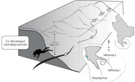 Figure n. 3.3 – Scheme of the characterization method. 5 Line Intercept Transect (LIT) of 10m each one  were made