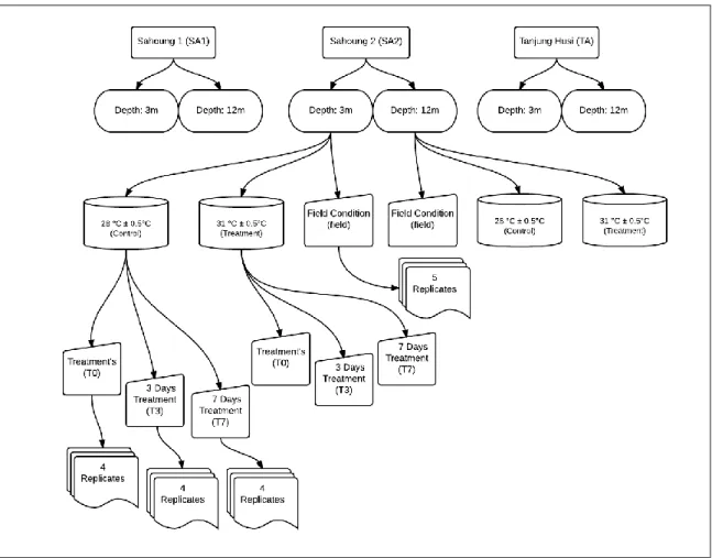 Figure n.3.6 - Experimental design flow chart. All the procedures were developed for each site (SA1, SA2,  TA)
