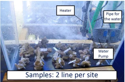 Figure n.3.8 b – Scheme of the setup of the aquariums ( Davide Poli 2014) 