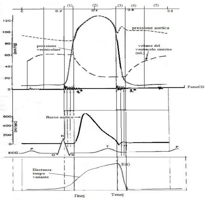 Figura 1.2: Rappresentazione delle cinque fasi del ciclo cardiaco: contrazione 