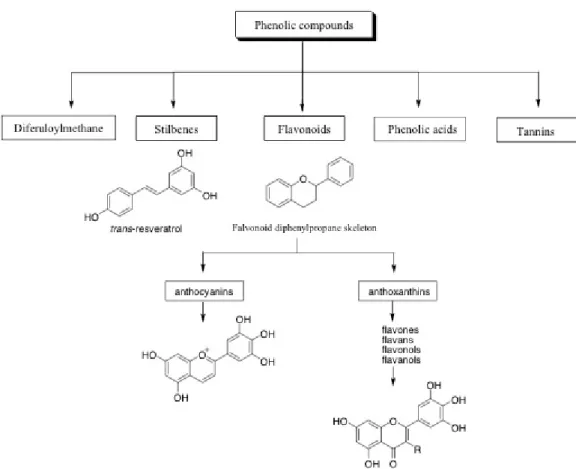 Figura 1.6 Classificazione dei polifenoli 
