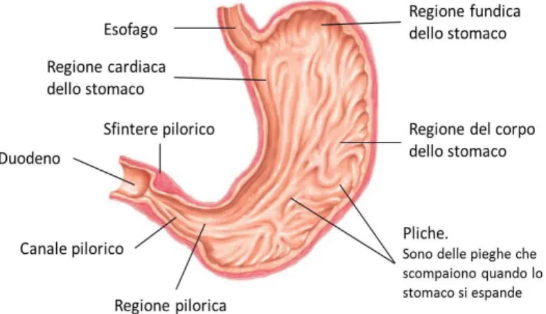 Figura 2.3 Lo stomaco 
