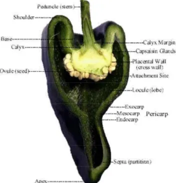 Figura 1.2 Sezione del frutto di peperone 
