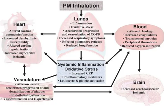 Figure 1.10: Potential general pathophysiological pathways linking PM exposure with cardiopulmonary morbidity and  mortality (from Pope and Dockery, 2006)
