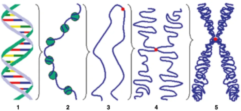 Figura 3.1: La relazione tra il DNA e i cromosomi. (Da sinistra) DNA, DNA più proteine, cromatina, cromatidi, cromosomi