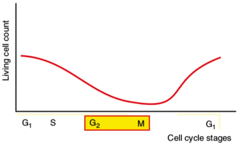 Figura 3.2: Relazione tra fase del ciclo cellulare e survival rate.