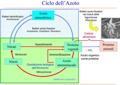 Figura 2 Rappresentazione della distribuzione delle forme dell'azoto fra atmosfera e ambiente acquatico  