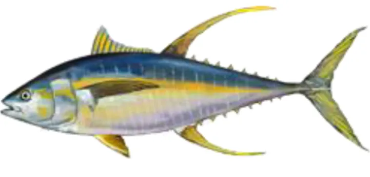 Fig. 1 Yellowfin tuna 