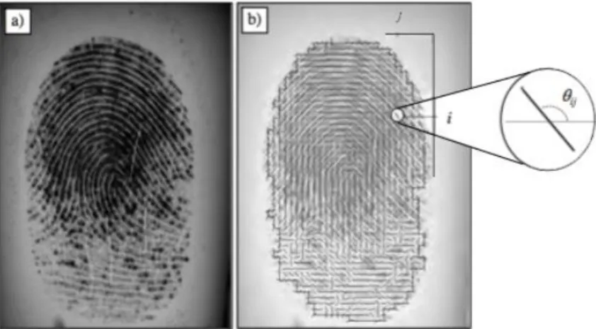 Figura  1.7  a)  Immagine  di  un’impronta  digitale.  b)  Immagine  direzionale  della  stessa impronta digitale, ogni elemento denota l’orientazione locale della ridge line  corrispondente