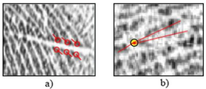 Figura 1.12 a) False minuzie individuate a causa di un taglio che genera  discontinuità  nelle  ridge