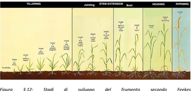 Figura  3.12:  Stadi  di  sviluppo  del  frumento  secondo  Feekes  (http://www.soilcropandmore.info/crops/Wheat/Insects/)