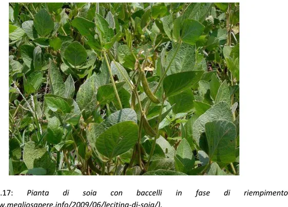 Figura  3.17:  Pianta  di  soia  con  baccelli  in  fase  di  riempimento  (http://www.megliosapere.info/2009/06/lecitina-di-soia/)