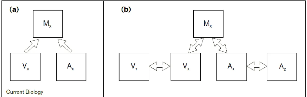FIGURA  1.2  –  a)  Collegamento  feedforward:  un’area  multisensoriale  riceve  da  due  aree  prettamente  unisensoriali;  b)  Collegamento  bidirezionale  (feedforward  e  feedback)  tra  aree  unimodali visive (V x , V y ) e uditive (A x ,A y ) tra lo