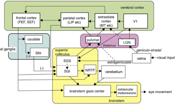 FIGURA  1.6  –  Aree  e  circuiti  neurali  coinvolti  nel  processamento  visivo  e  nella  generazione  di  saccadi  [11]