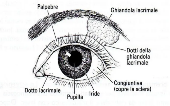 Figura 4. Organi accessori dell’occhio umano  (http://www.occhioallaretina.it/anatomia-dell-occhio/jpg ) 