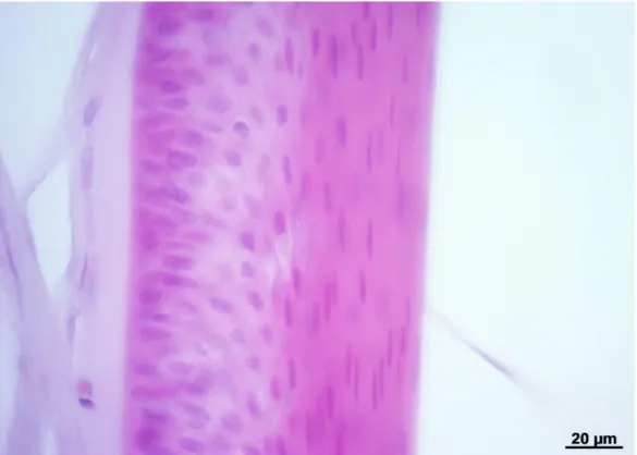 Figura 2. Epitelio corneale di Stenella striata. Le cellule degli strati profondi mostrano un  nucleo rotondeggiante mentre quelle degli strati superficiali un nucleo appiattito