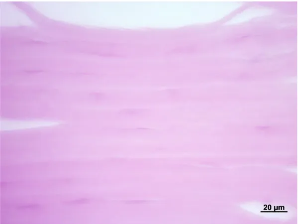 Figura 4. Stroma corneale di Stenella striata. Le fibre collagene sono colorate in rosa