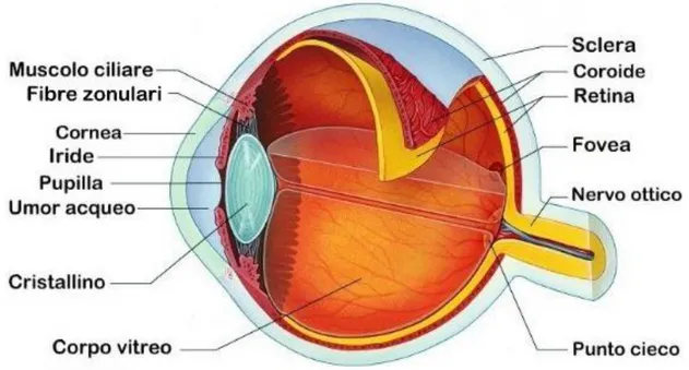 Figura 1. Struttura dell’occhio umano  (Merck e Porter, 2014) 