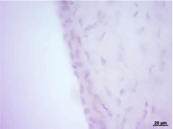 Figura 5. Endotelio e membrana di Descemet di Tursiope.  Colorazione: Ematossilina-eosina