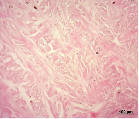 Figura 8. Melanociti presenti nella sclerotica di Tursiope.  Colorazione: Ematossilina-eosina